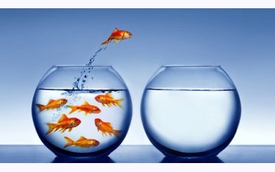 Image / illustration