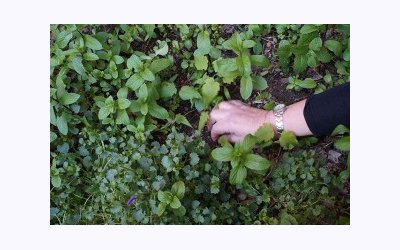 Image / illustration