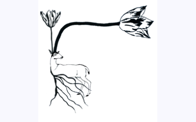 Image / illustration