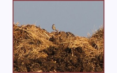 Image / illustration